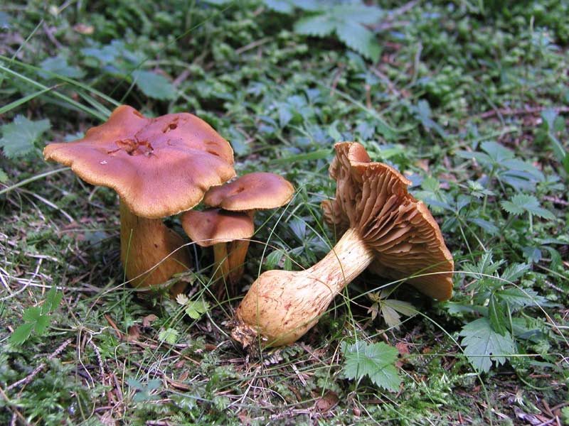 Provocazione? no, solo curiosit�! (cfr. C. callisteus)